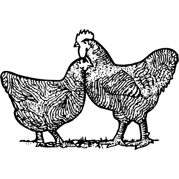 CHICK005 Thumbnail