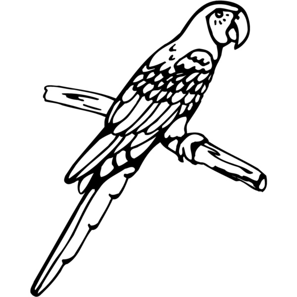 BIRD017 Thumbnail