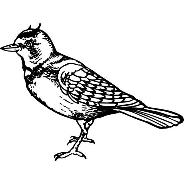 BIRD021 Thumbnail