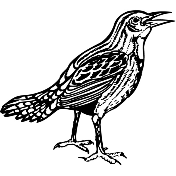 BIRD023 Thumbnail
