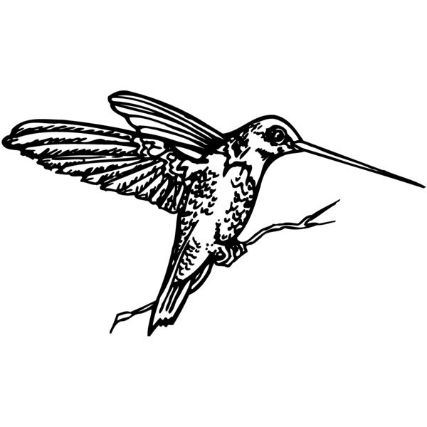 BIRD033 Thumbnail