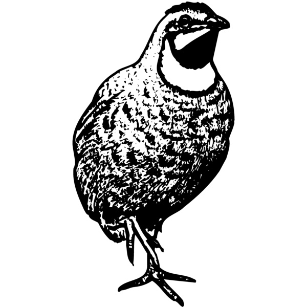 BIRD063 Thumbnail