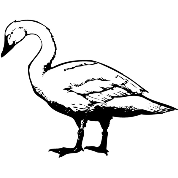 BIRD095 Thumbnail