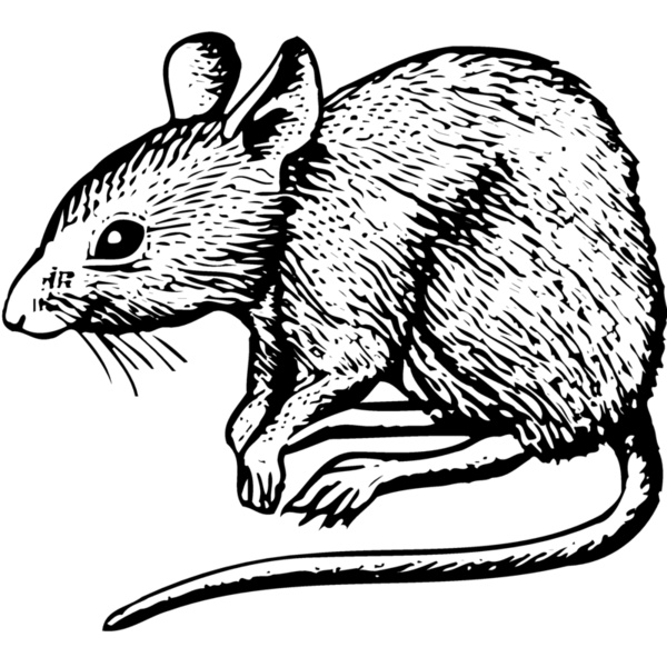 MOUSE001 Thumbnail